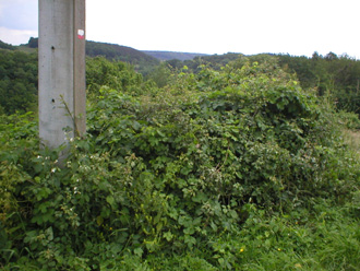 Le chemin 129 encore encombr� de v�g�tation.